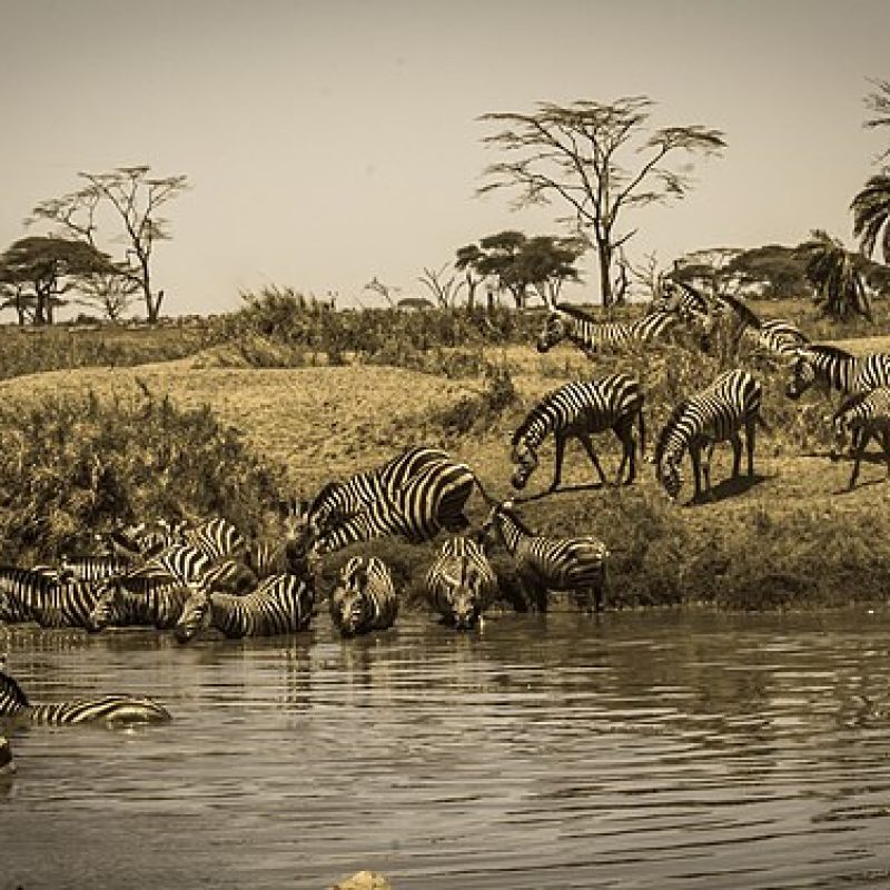 Serengeti_National_zebras