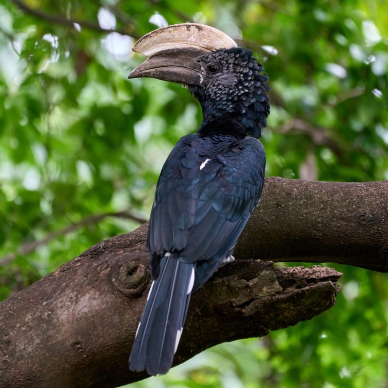lake manyara bird