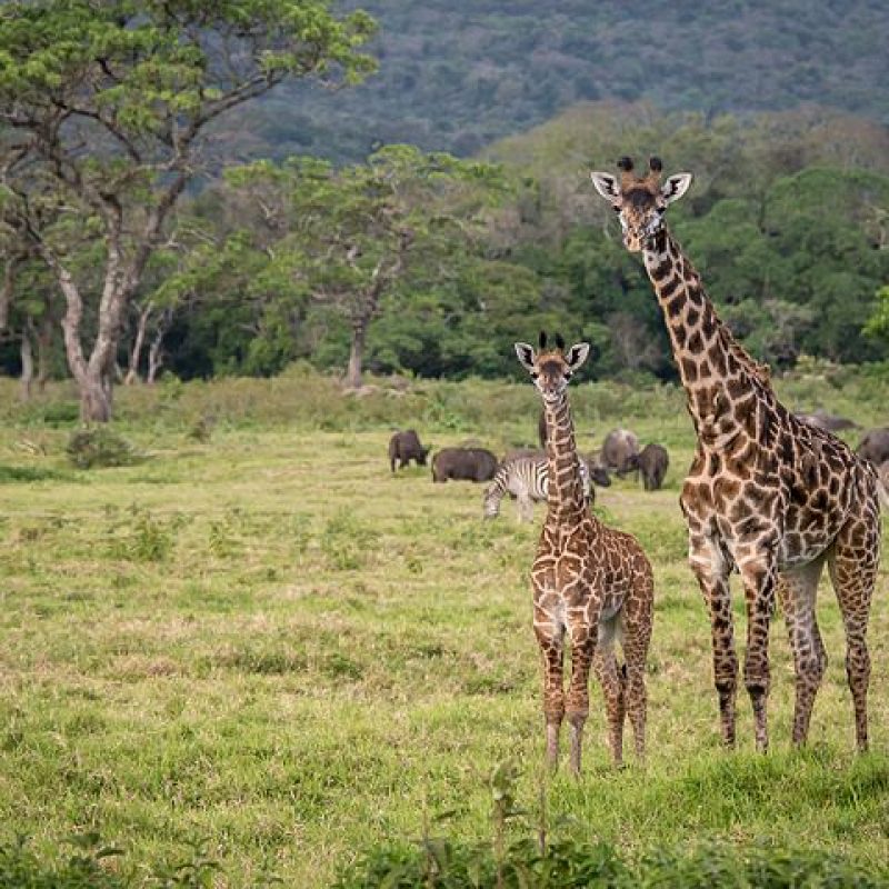 giraffes arusha national park