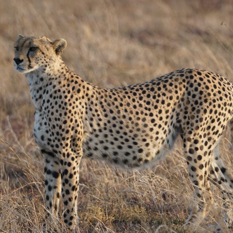 serengeti cheetah