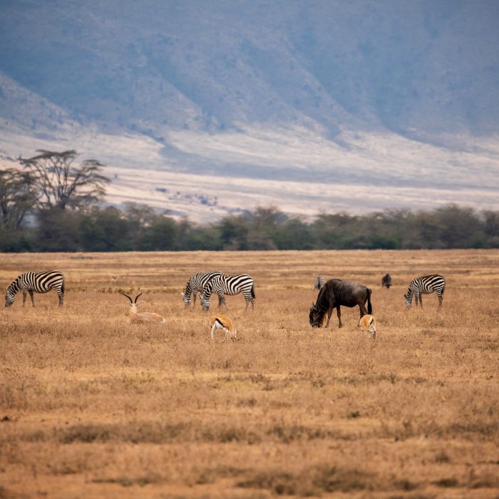 Ngorongoro Crater safari Tanzania